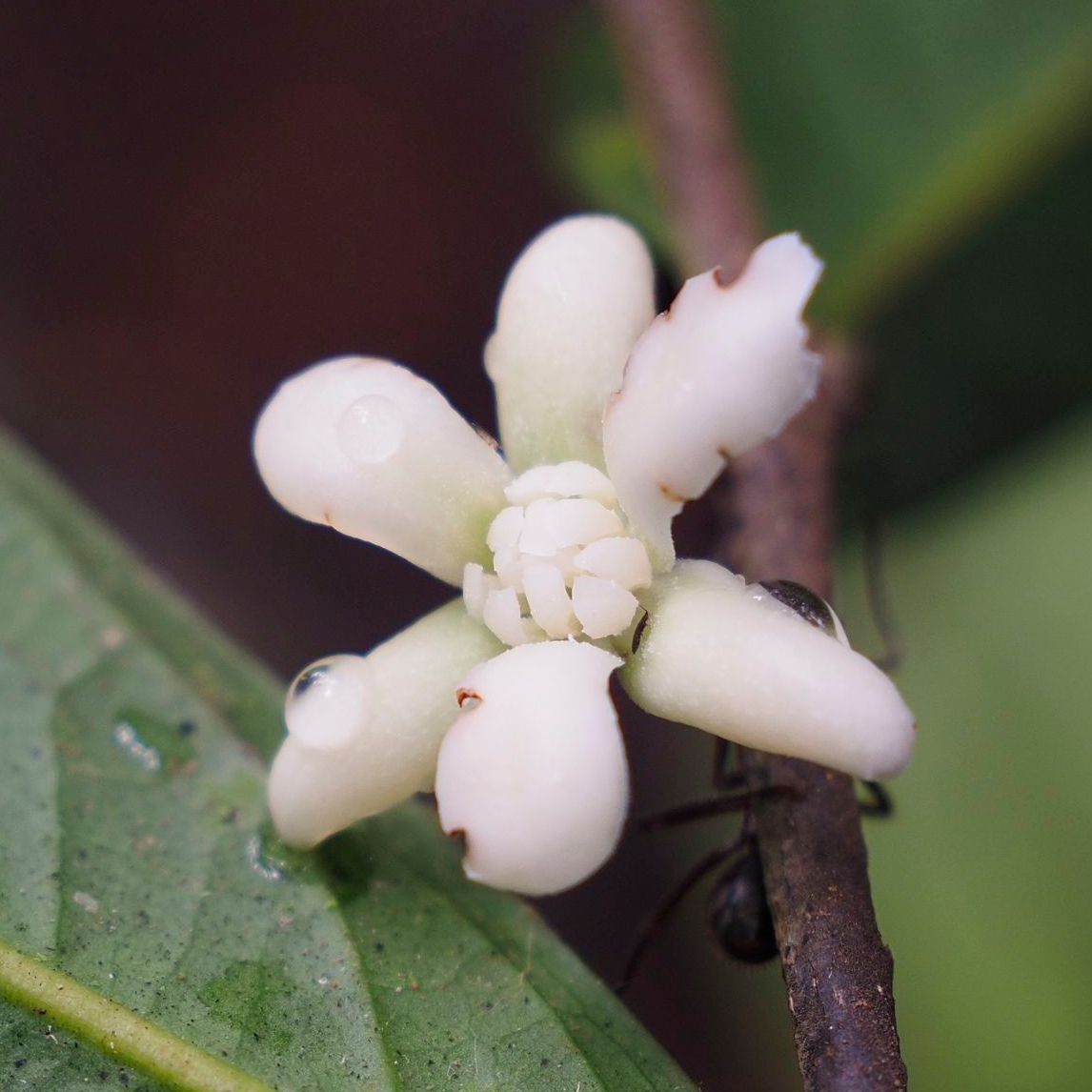 Oxandra euneura, Annonaceae, Ecuador