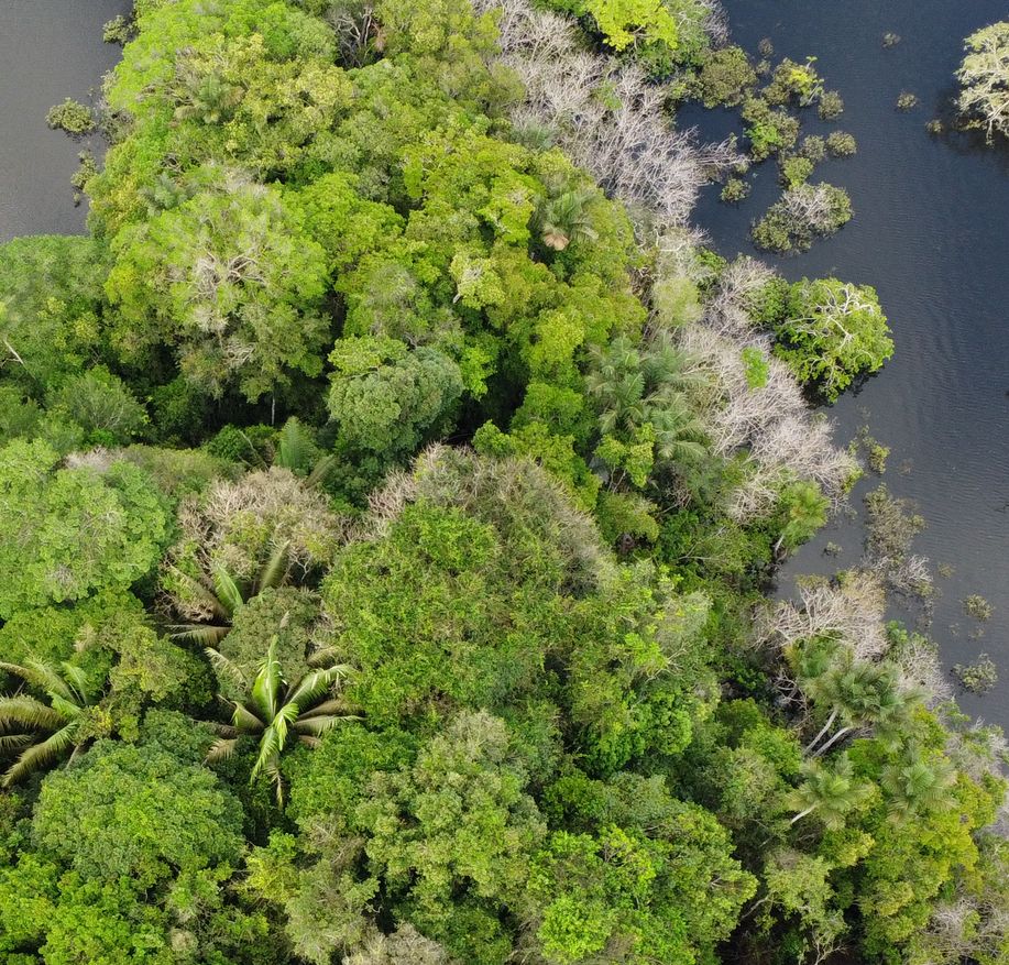 Cuyabeno rain forest, Ecuador