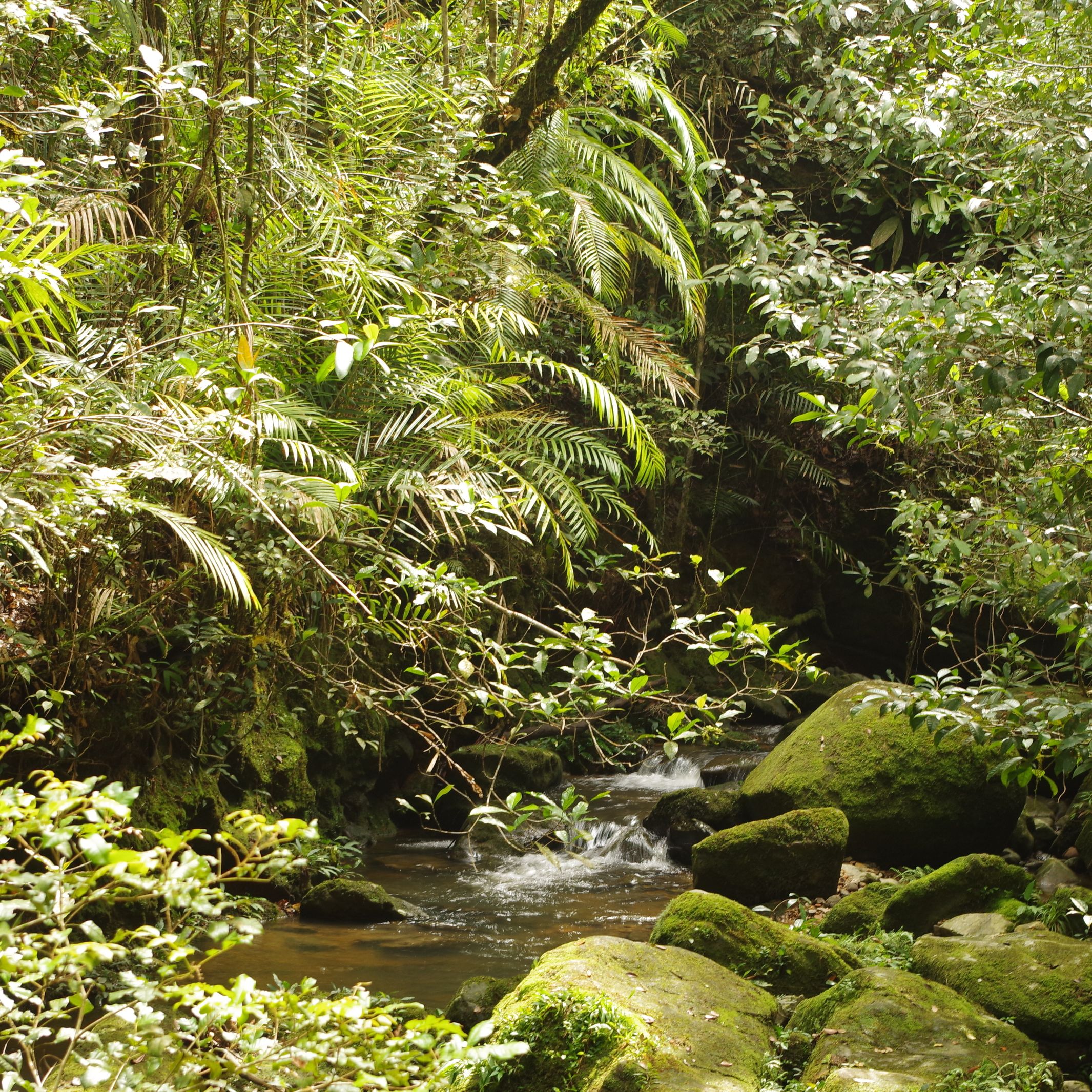 Rain Forest in Borneo