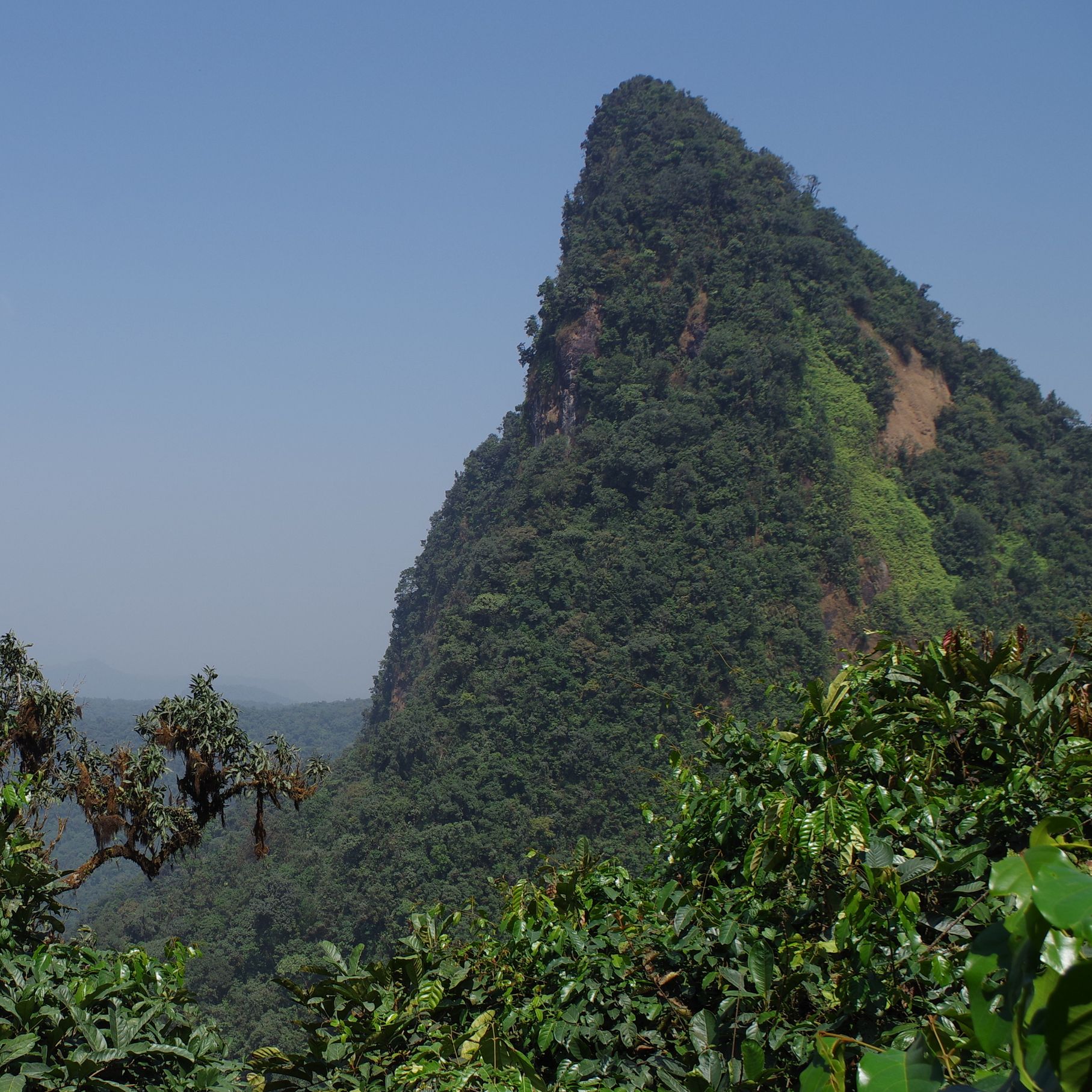 Rain forest, Rumpi Mts, Cameroon