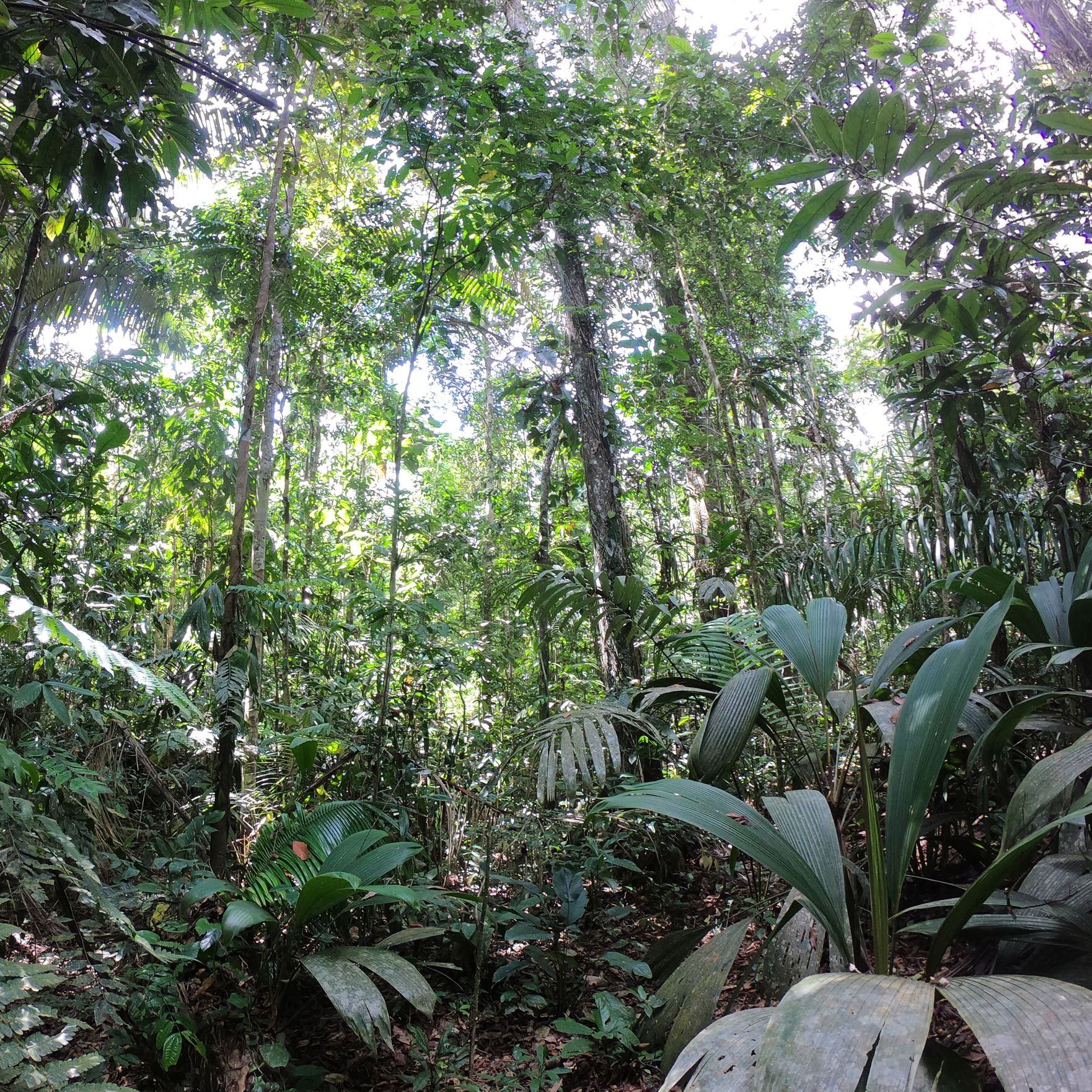 Rain forest, Ecuador, 