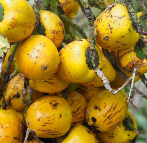 Peach palm fruit